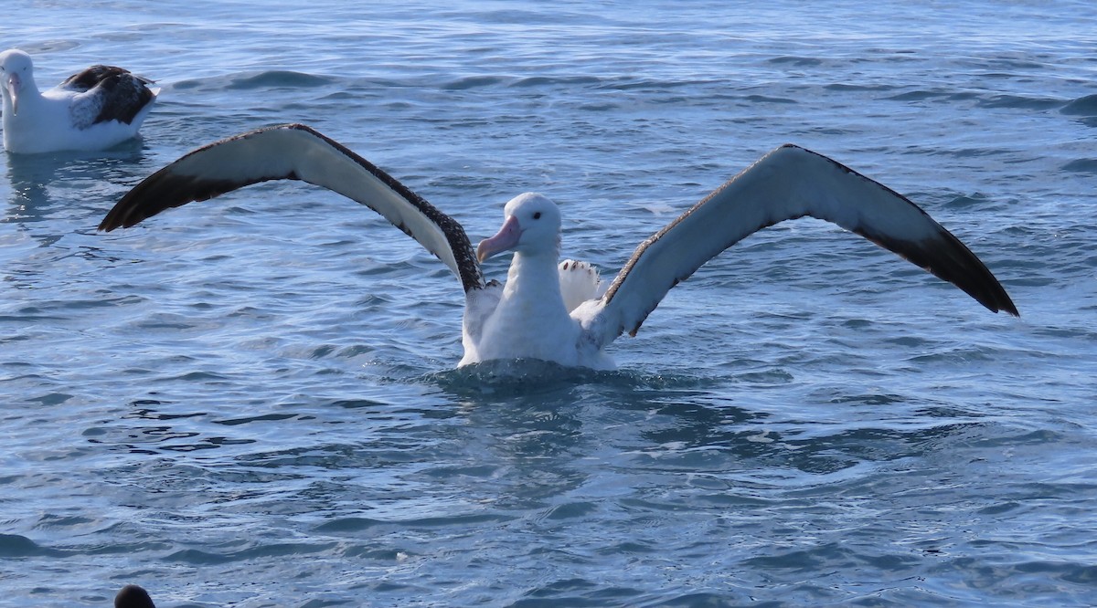 Antipodean Albatross (Gibson's) - ML495262131