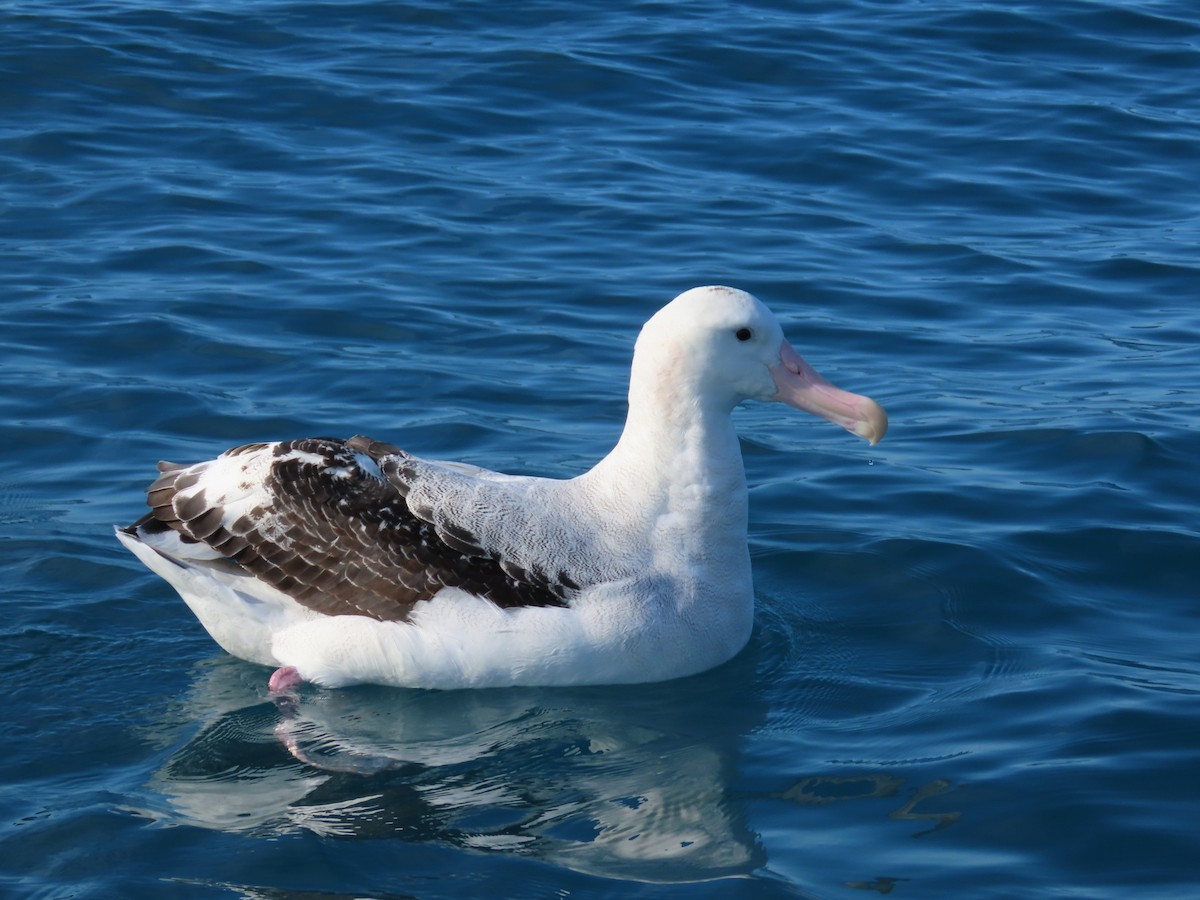 Antipodean Albatross (Gibson's) - ML495262141