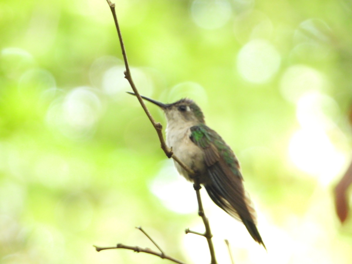 Wedge-tailed Sabrewing - ML495262291