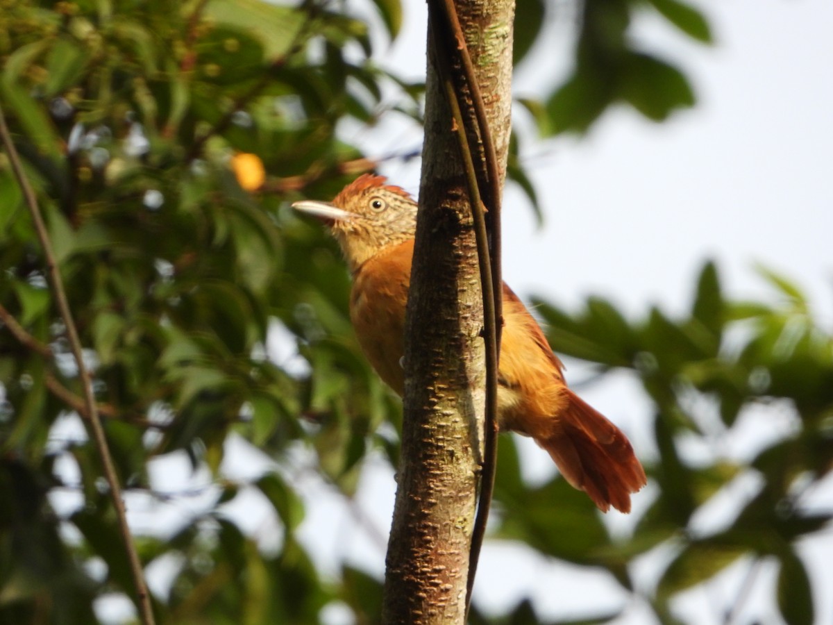 Barred Antshrike - ML495262451