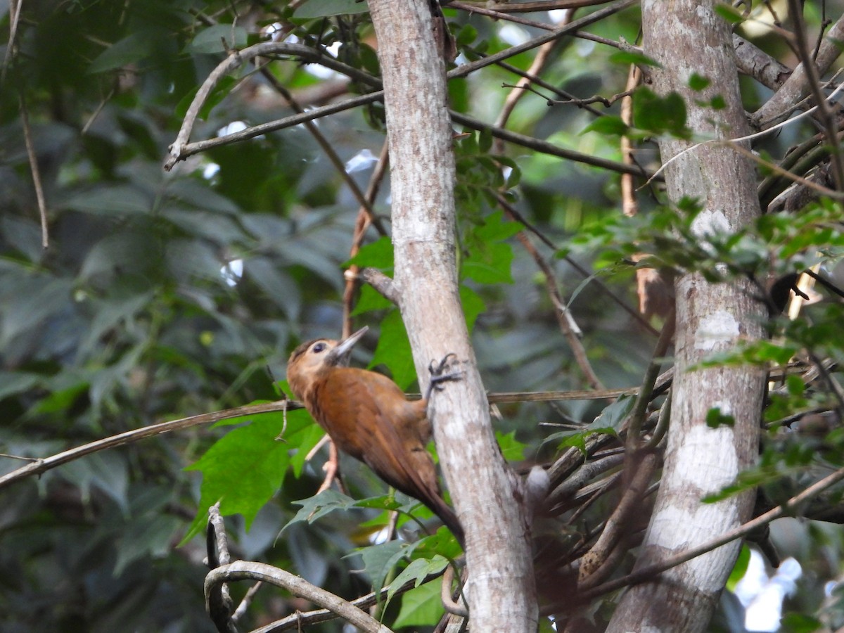 Smoky-brown Woodpecker - ML495262511