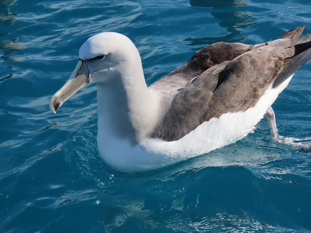 Salvin's Albatross - ML495262991