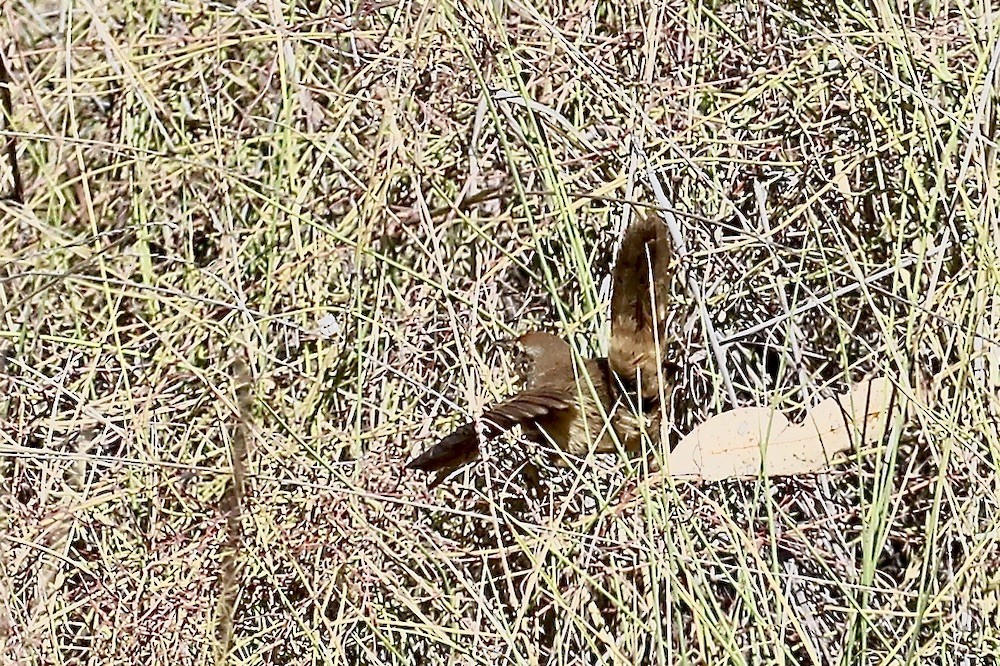 Spinifexbird - ML495263261