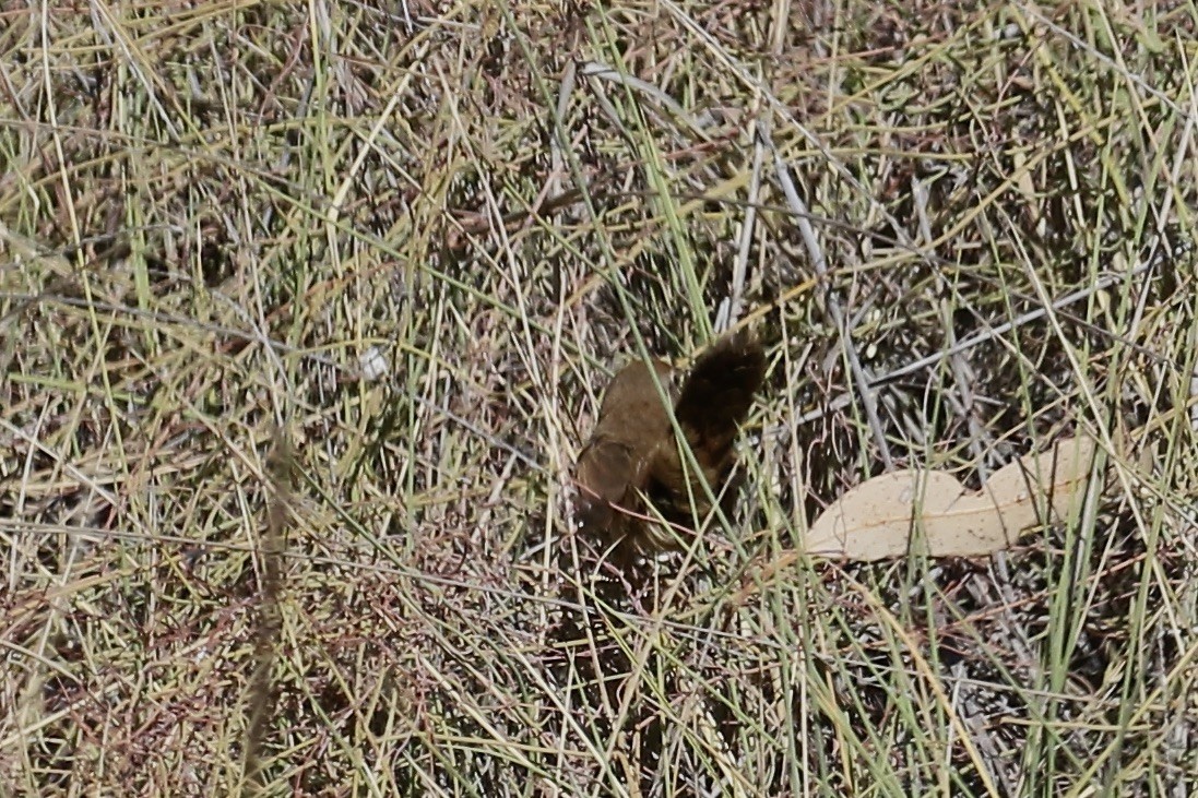 Spinifexbird - ML495263271