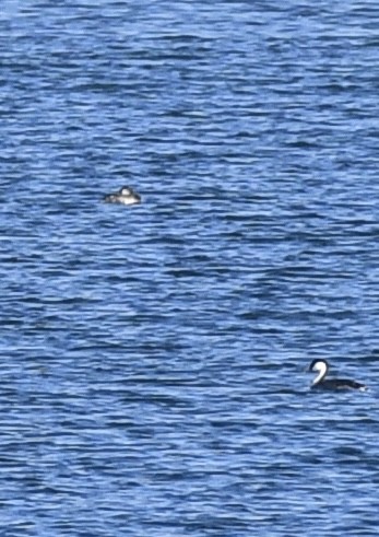 Red-necked Grebe - ML495263411