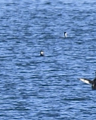 Red-necked Grebe - ML495263421