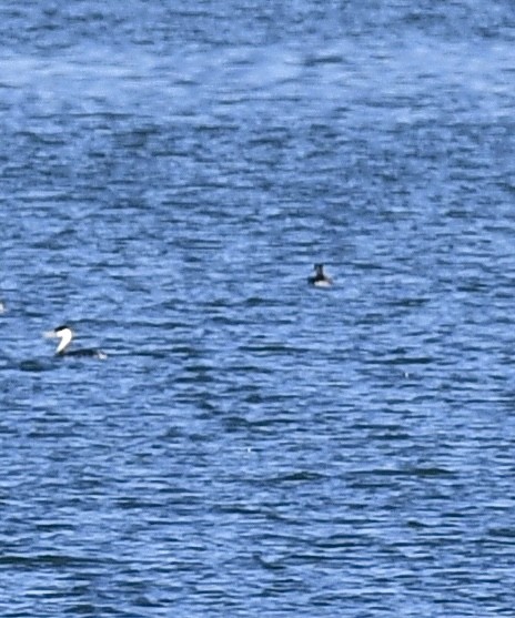 Red-necked Grebe - ML495263441