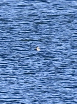 Red-necked Grebe - ML495263451
