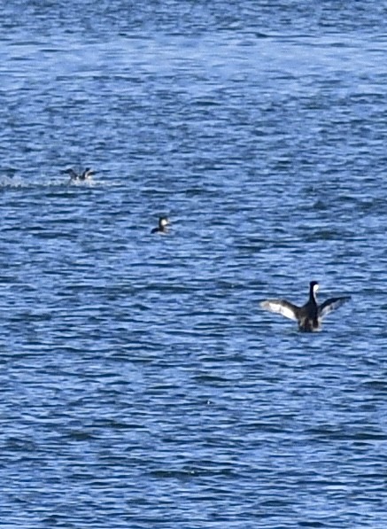 Red-necked Grebe - ML495263471