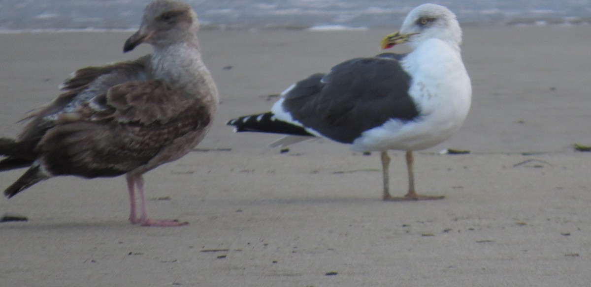 Lesser Black-backed Gull - ML49526401