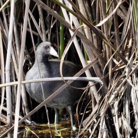 American Coot - Ed McAnally