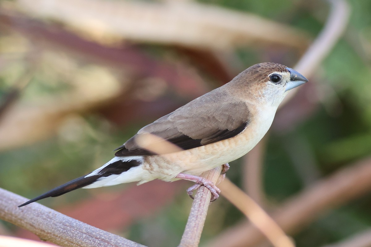 Indian Silverbill - 彥惟 黃