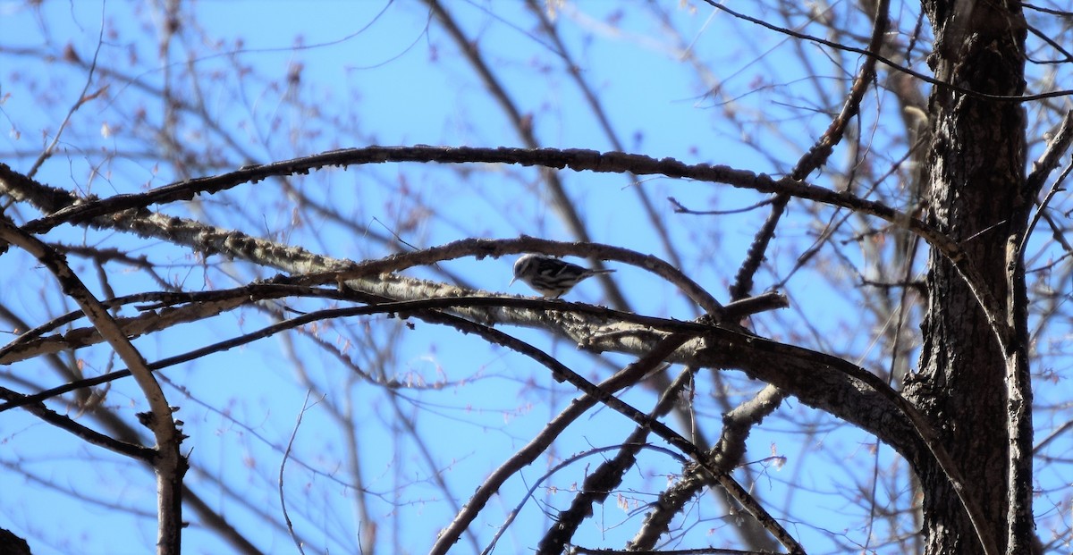 Black-and-white Warbler - ML49526471