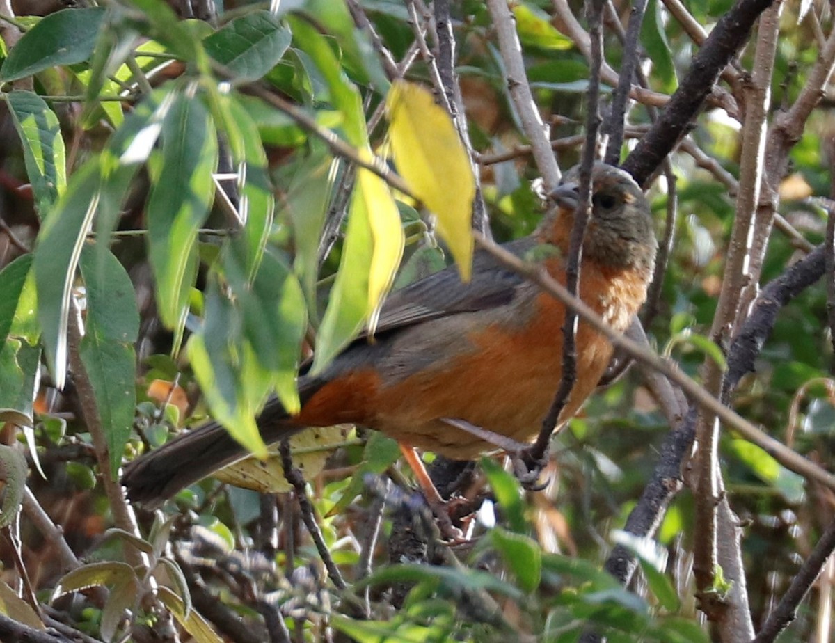 Cochabamba Mountain Finch - Tom Lewis