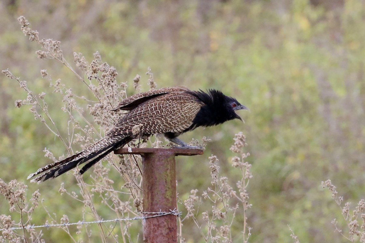 Pheasant Coucal - ML495265091