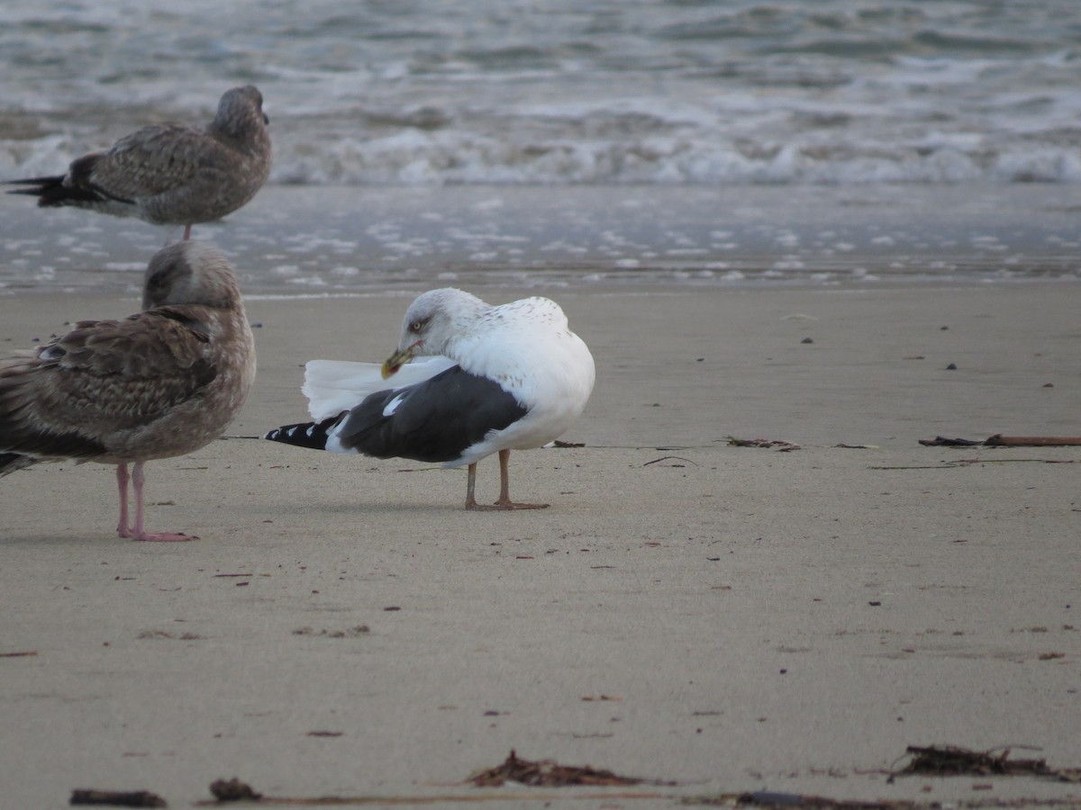 Lesser Black-backed Gull - ML49526521