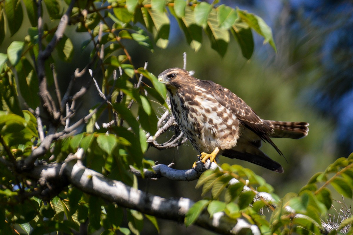 Broad-winged Hawk - Evaristo Chocoy