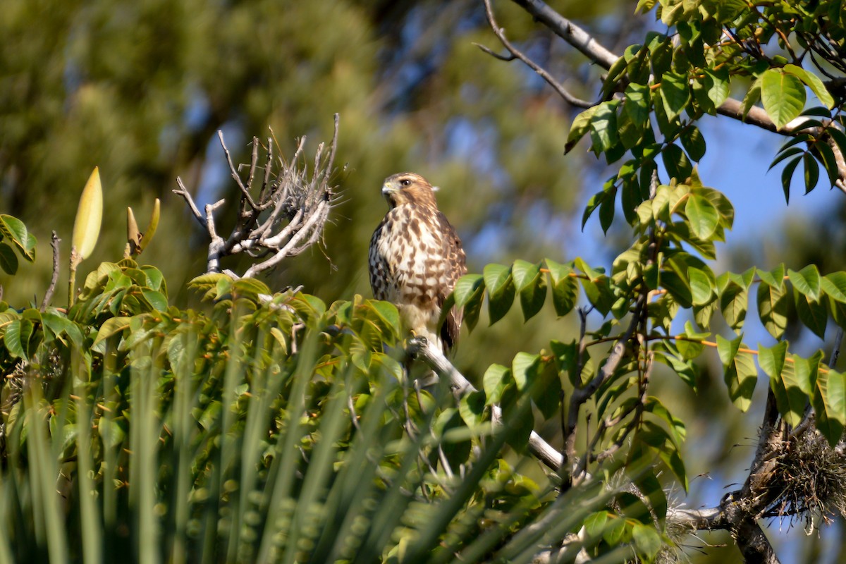 Broad-winged Hawk - ML495266471