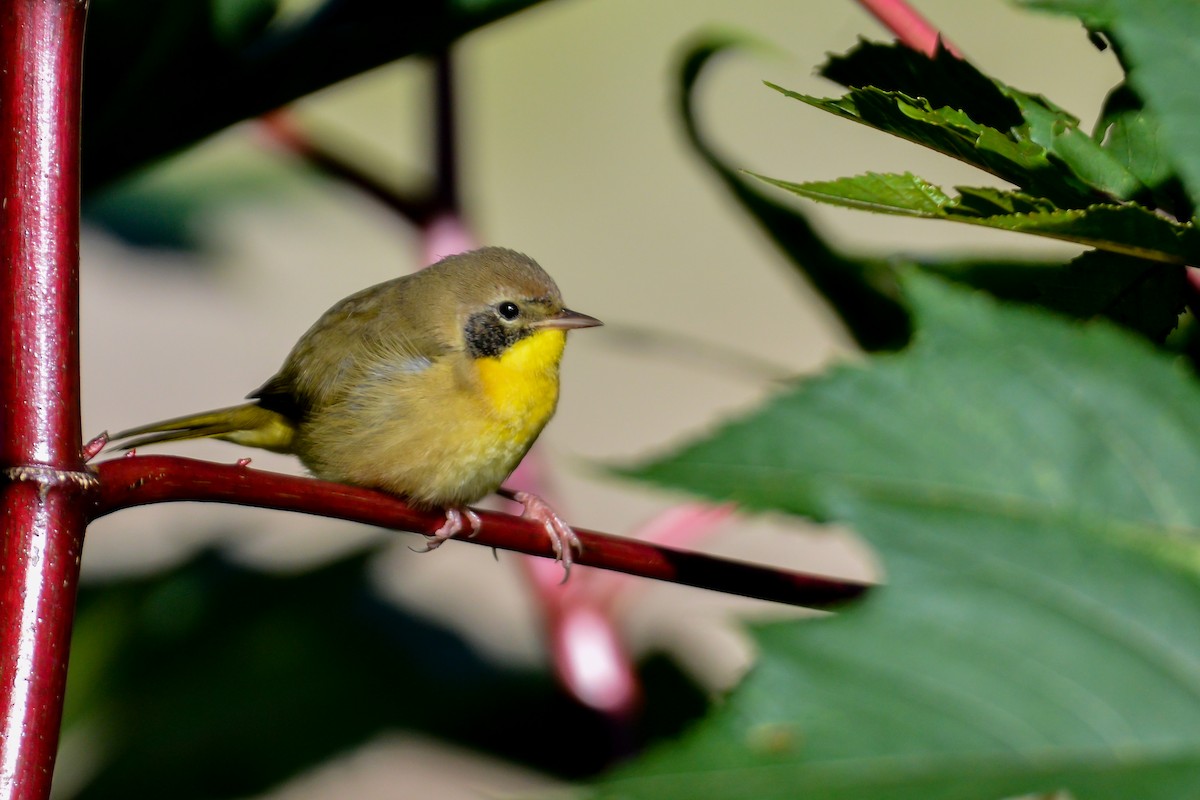 Common Yellowthroat - ML495266551