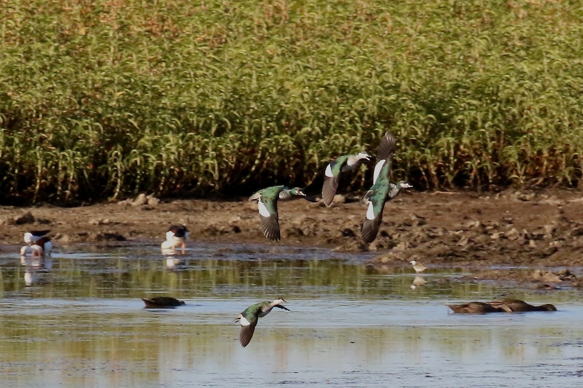 Green Pygmy-Goose - ML495266621