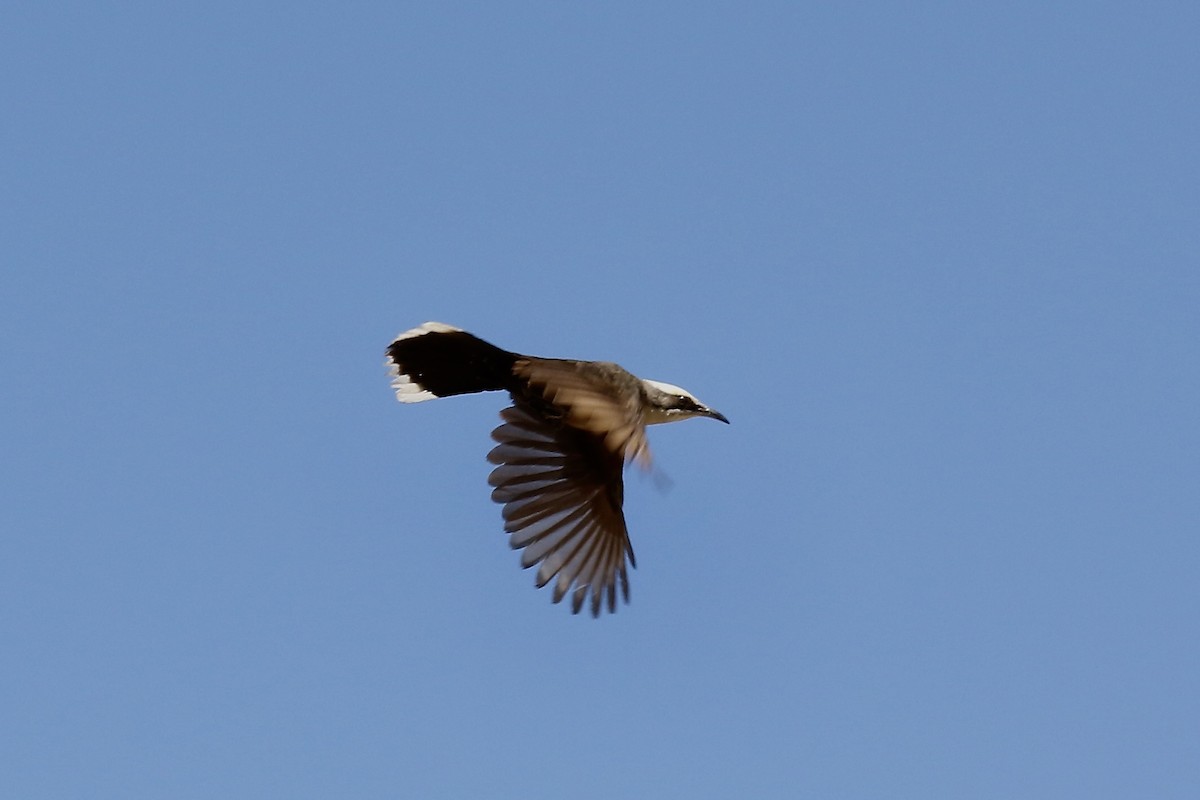 Gray-crowned Babbler - ML495267011