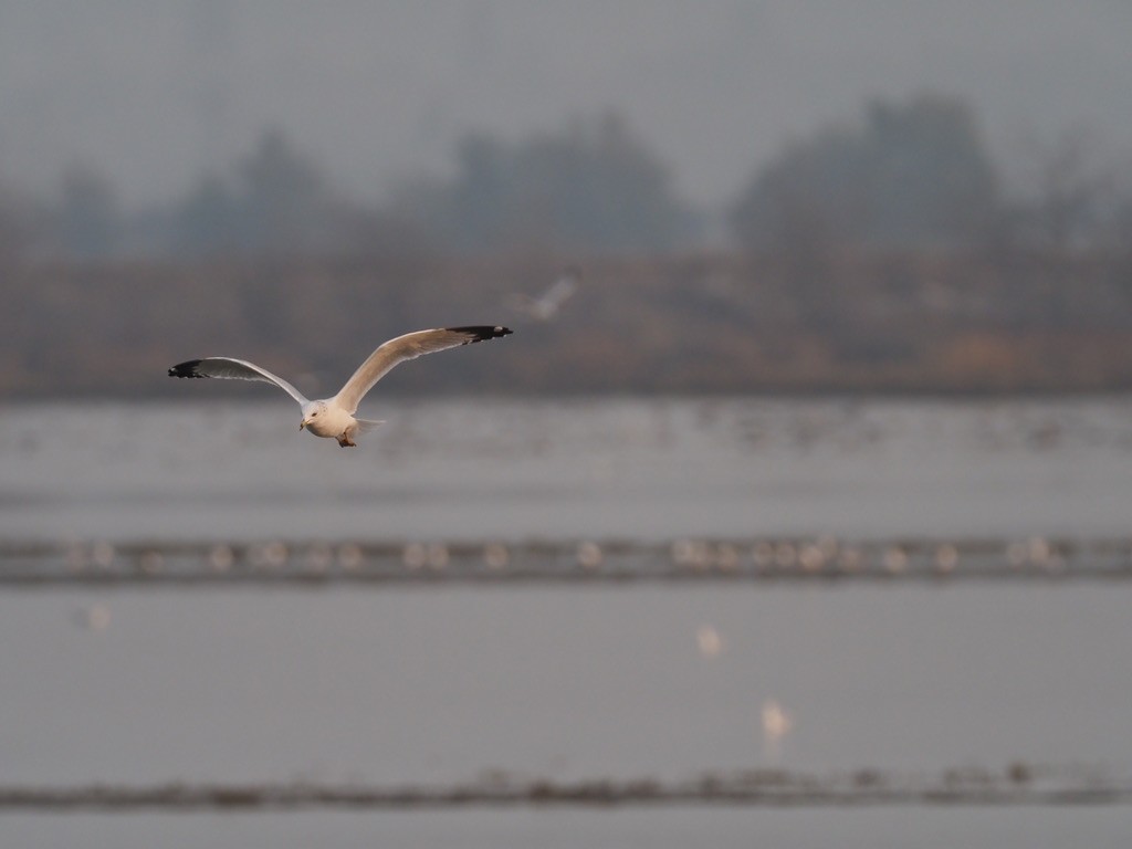 Ring-billed Gull - ML495267231