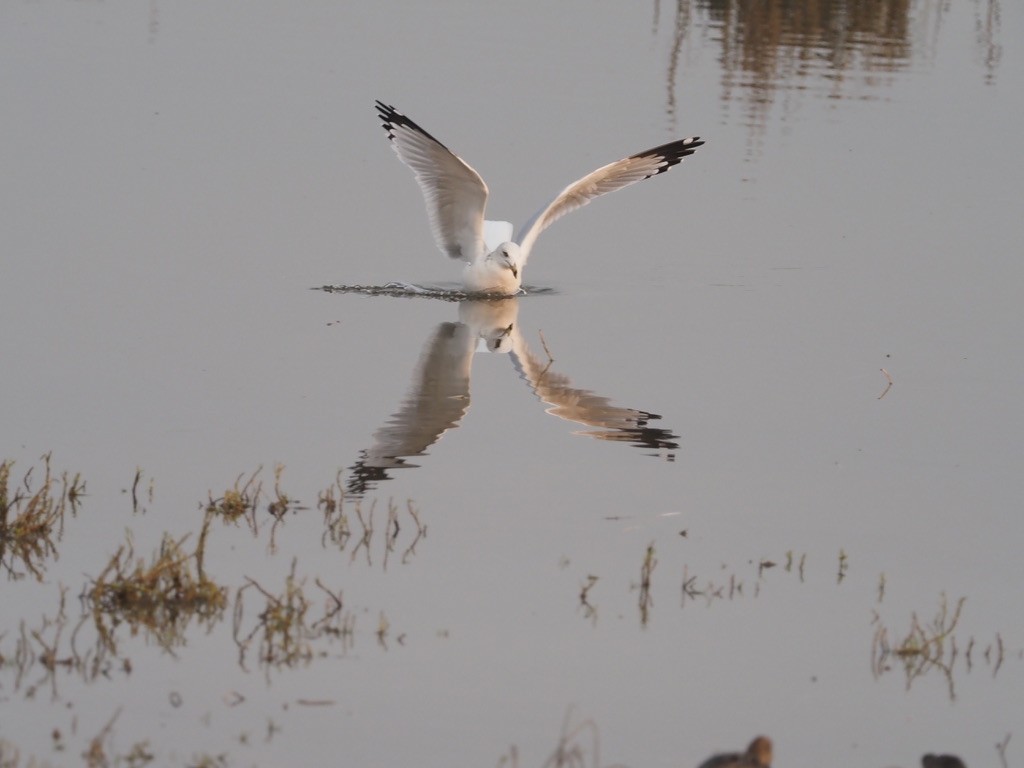 Ring-billed Gull - Neil O'Hara