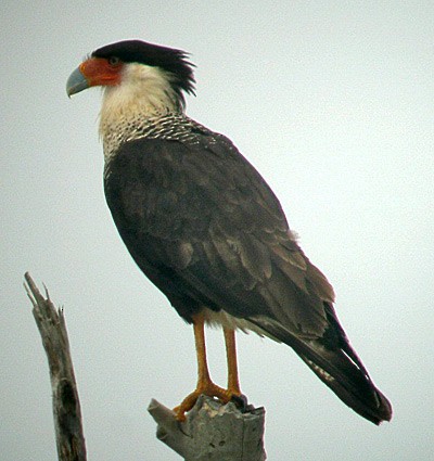 Caracara huppé (cheriway) - ML495267351