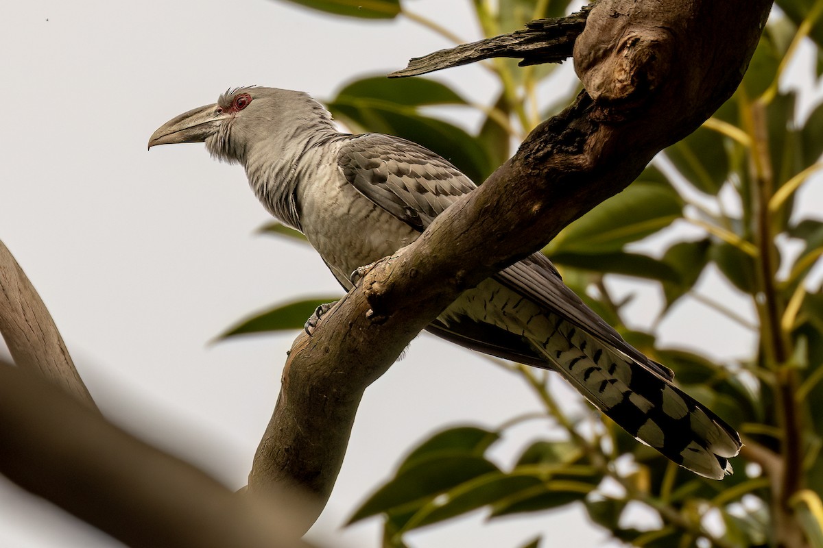 Channel-billed Cuckoo - ML495268951