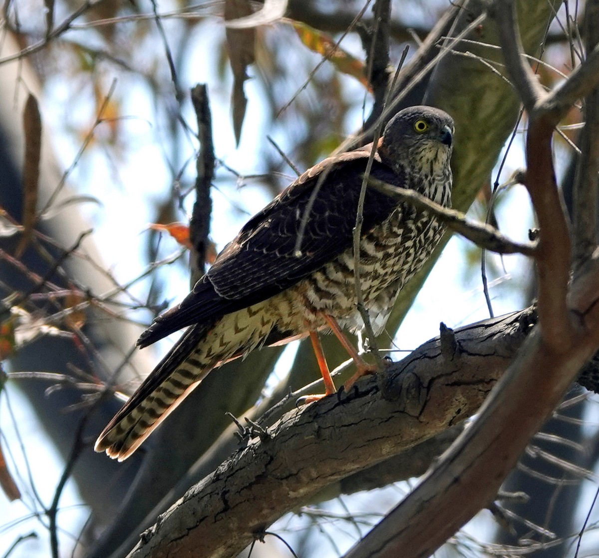 Collared Sparrowhawk - Russell Scott