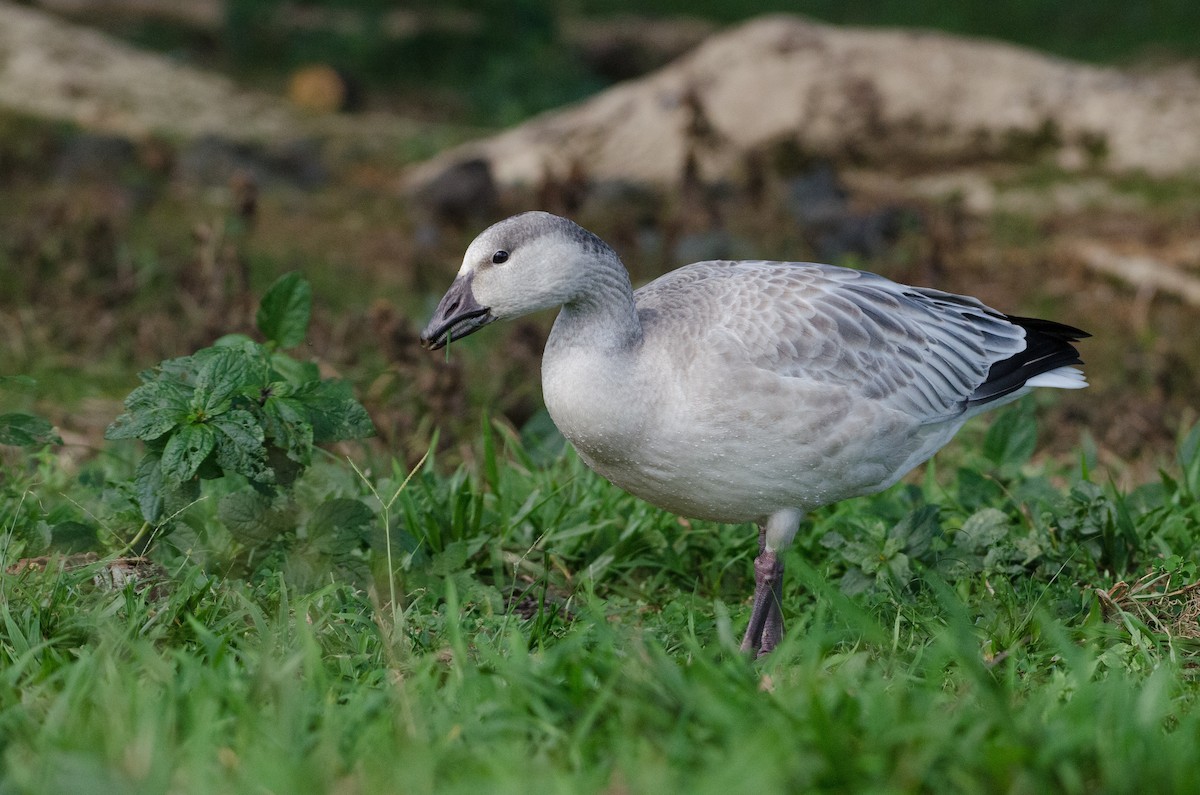 Snow Goose - Christian  Reynolds