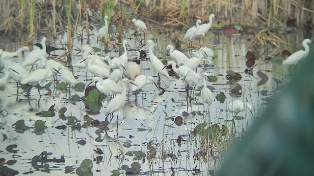 Snowy Egret - ML495269621