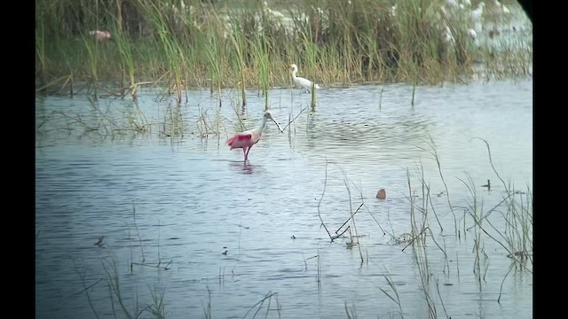 Roseate Spoonbill - ML495269701