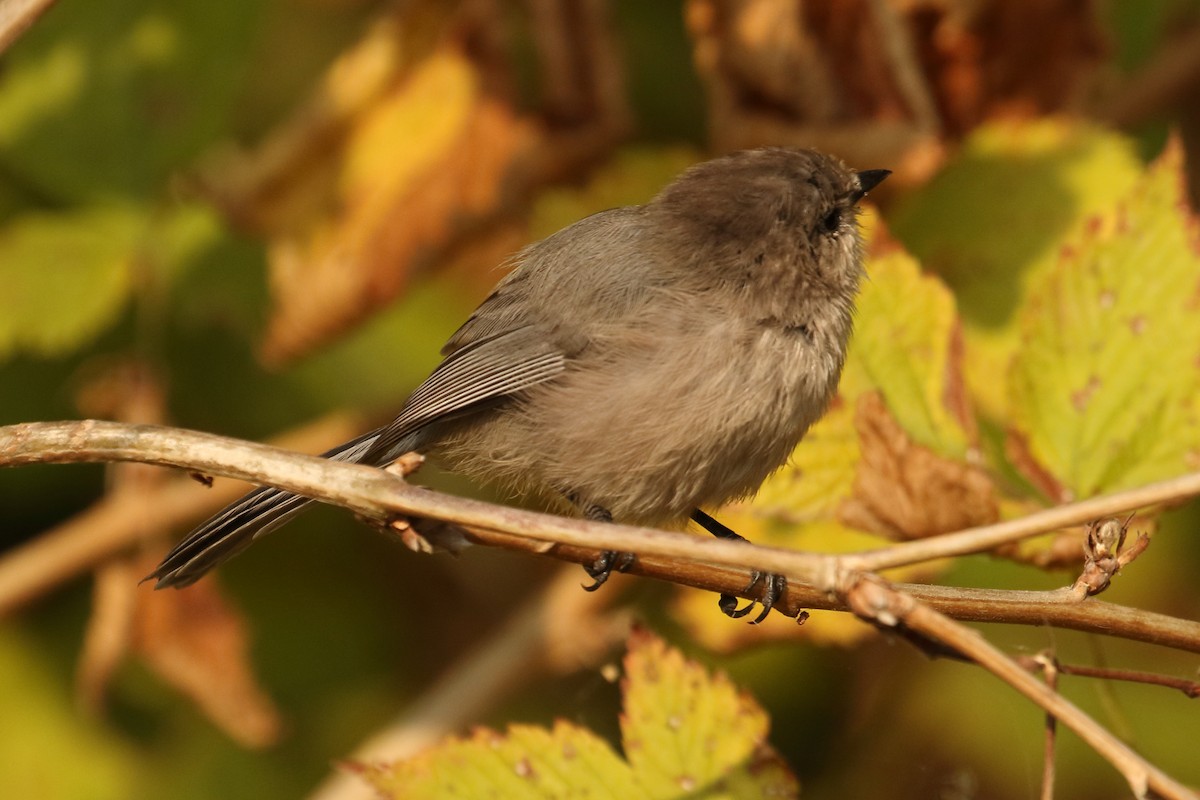 Bushtit - ML495270701