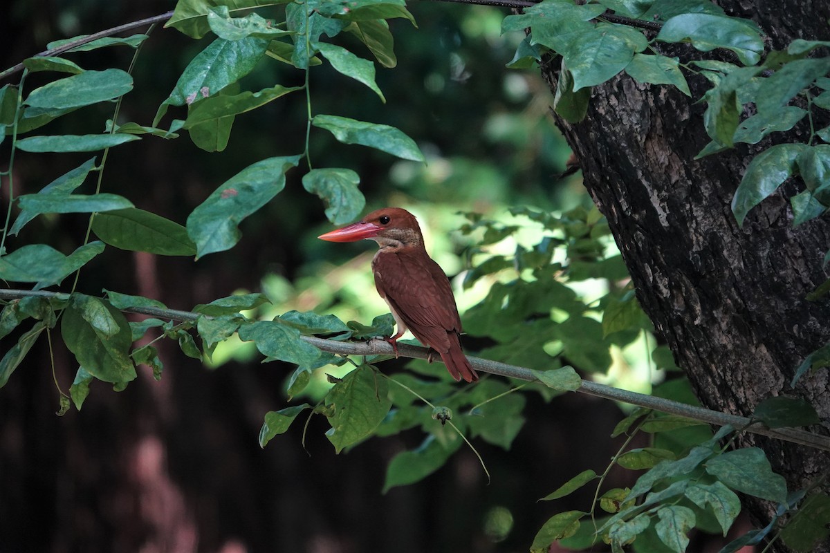 Ruddy Kingfisher - ML495270891