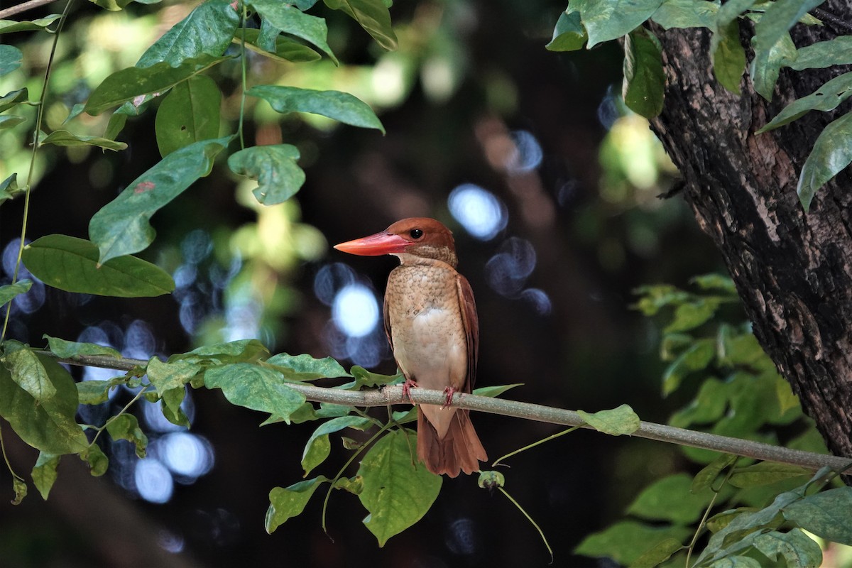 Ruddy Kingfisher - ML495270901