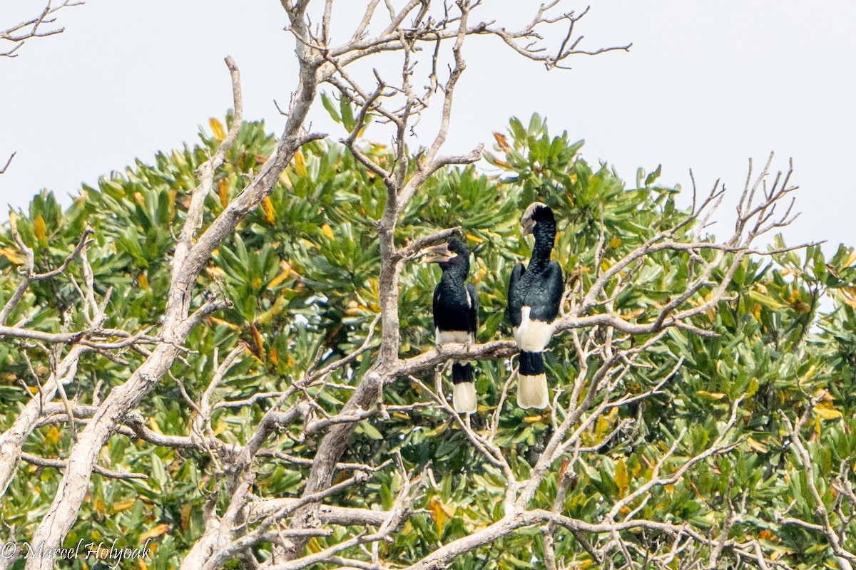 White-thighed Hornbill - ML495271401