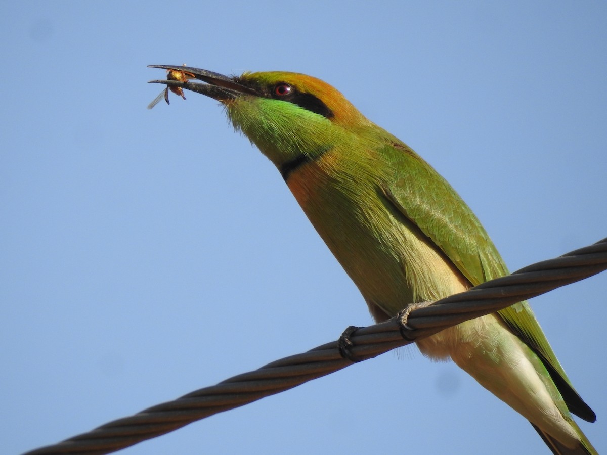 Asian Green Bee-eater - Ranjeet Singh