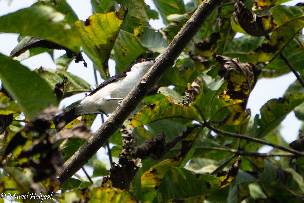 Red-eyed Puffback - ML495271821