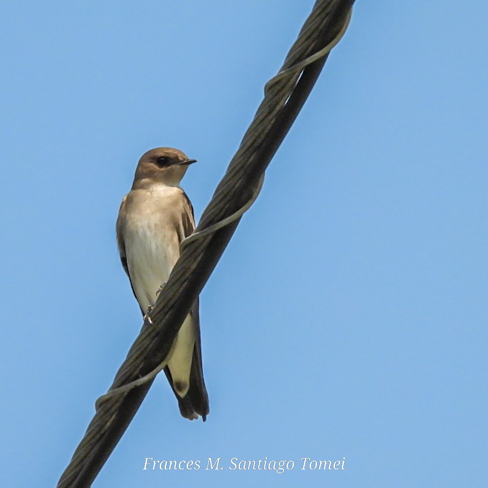 Northern Rough-winged Swallow - ML495271901