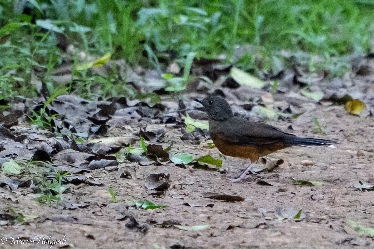 White-tailed Ant-Thrush - Marcel Holyoak