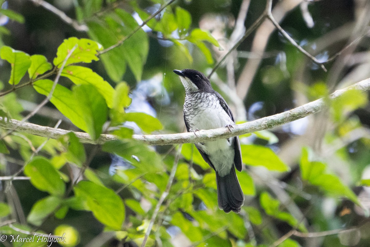 African Forest-Flycatcher - Marcel Holyoak