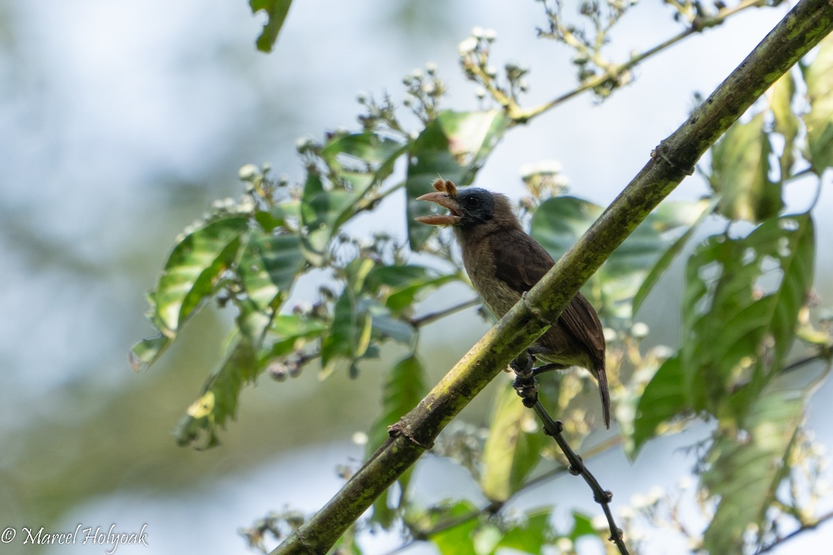 Bristle-nosed Barbet - Marcel Holyoak