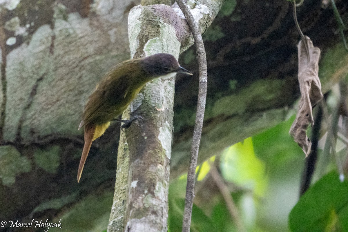 White-bearded Greenbul - ML495272811