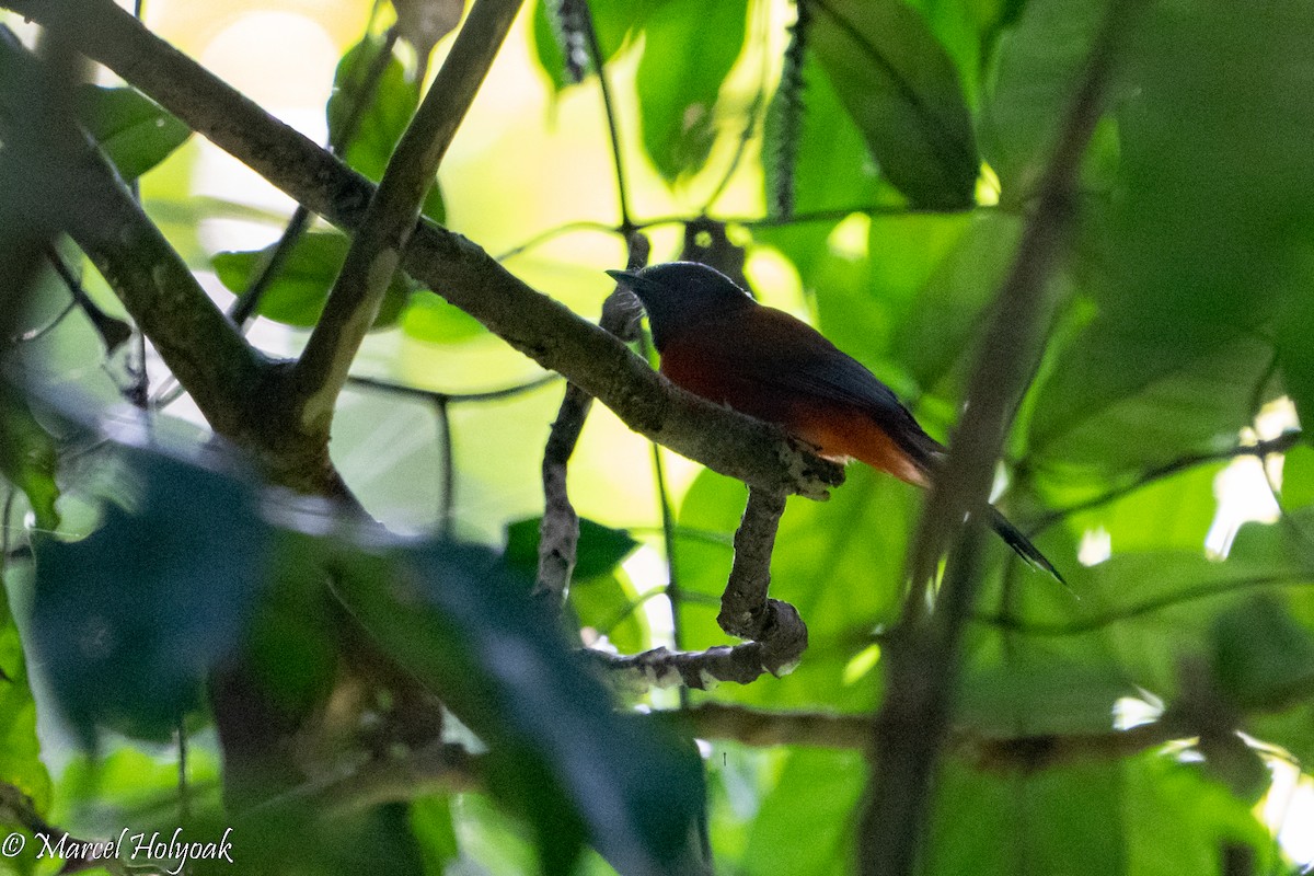 Black-headed Paradise-Flycatcher - ML495272871