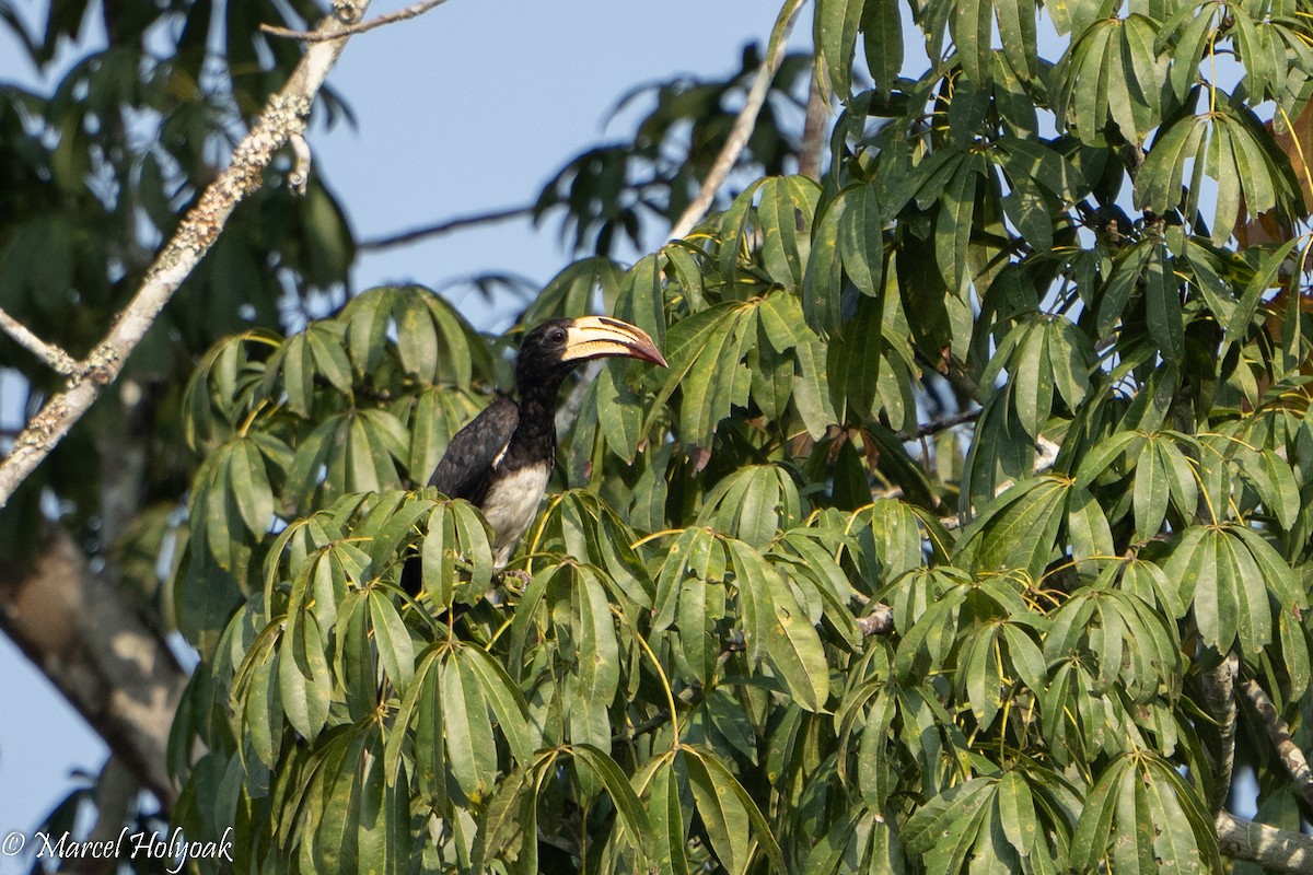 Congo Pied Hornbill - Marcel Holyoak