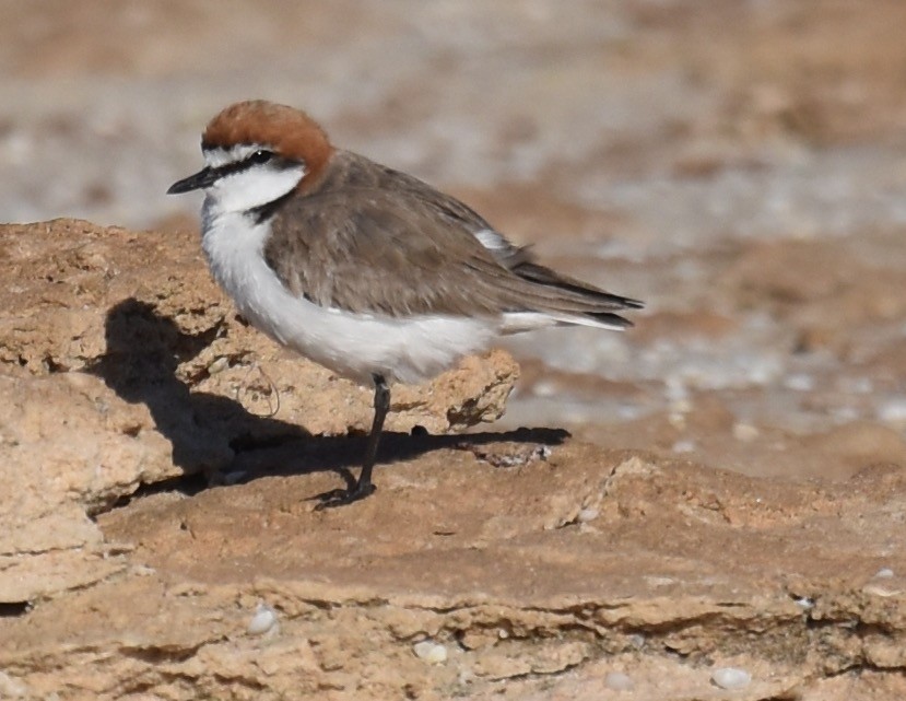 Red-capped Plover - ML495273741