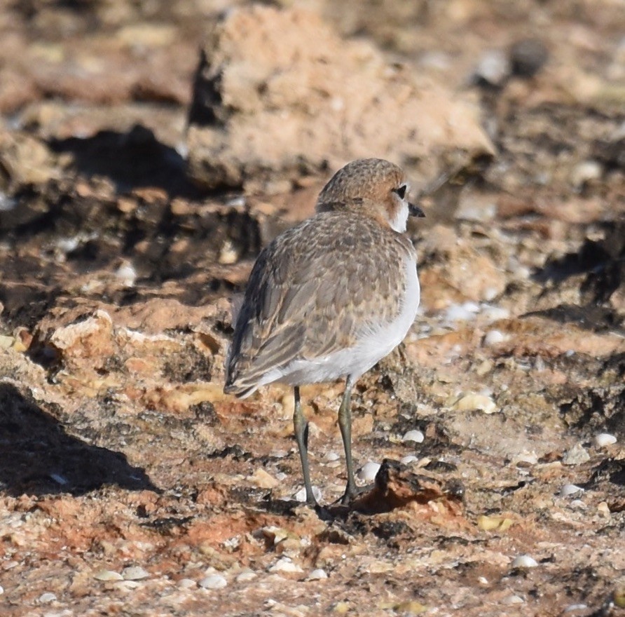 Red-capped Plover - ML495273761