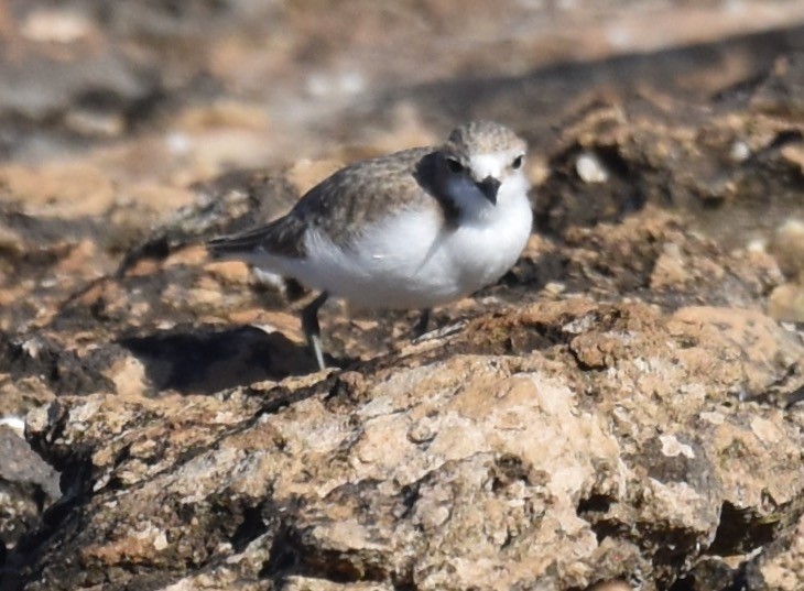 Red-capped Plover - Snotty Foster