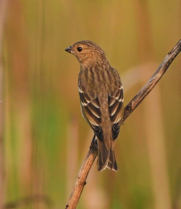 Common Rosefinch - ML495273811